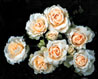 remembering Diana